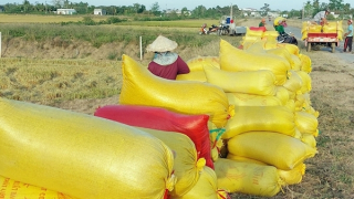 Nông dân phấn khởi khi giá lúa tăng cao