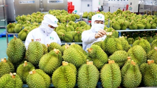 Xuất khẩu rau quả sang Trung Quốc tăng mạnh