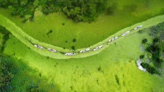 Chiêm ngưỡng bức tranh “cẩm thạch”  Trà Sư