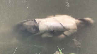 Phát hiện thi thể nam thanh niên nổi trên sông