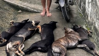 Băng trộm chó dùng ớt bột, bình xịt hơi cay tấn công lực lượng truy bắt