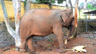 Nước mắt của bầy voi