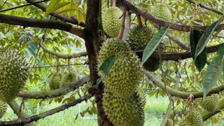 Tăng cường giám sát để đảm bảo chất lượng nông sản xuất khẩu