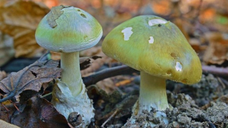 Ăn nấm dại hái trong vườn, 3 mẹ con bị ngộ độc nặng