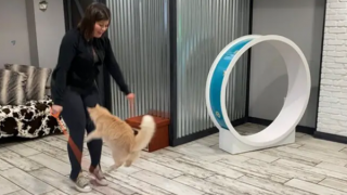 Mèo đạt kỷ lục Guinness