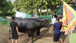 “Ông trâu” 1,3 tấn, nặng nhất từ trước đến nay sẽ thi đấu tại Lễ hội chọi trâu Đồ Sơn