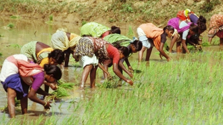 Bình ổn thị trường gạo thế giới