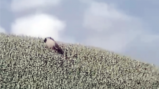 Voi rừng xuất hiện ở Sơn La