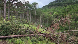 Nhận dự án, doanh nghiệp để mất 23ha rừng