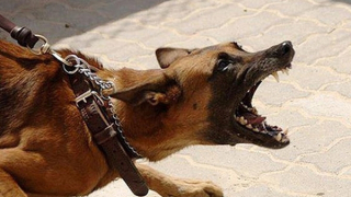 Chủ nhà bị chó cắn đứt rời bàn chân