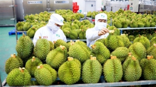 Tránh để mất thế mạnh xuất khẩu sầu riêng