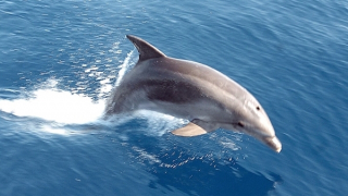 Cá heo quân sự bị đối thủ bắt đã tuyệt thực và chết