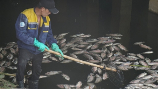 Sau trận mưa đầu mùa, cá chết nổi kín mặt kênh Đa Cô