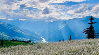 Cỏ - Nhìn từ biểu tượng!