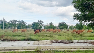 Vì sao một giám đốc ở Quảng Nam bị đề nghị dừng xuất cảnh?