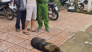 Con chó cắn 2 học sinh tiểu học dương tính với bệnh dại