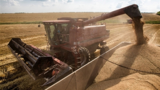 Nhiều nước áp lệnh cấm ngũ cốc Ukraine sau quyết định của EU