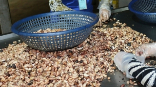 Lật tẩy đường dây nhập lậu trên 78.000 tấn hạt điều