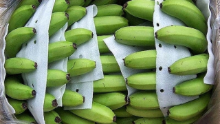 Nhật Bản tăng nhập khẩu chuối từ Việt Nam