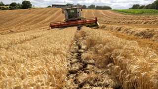 Châu Âu chia rẽ vì chuyện ngũ cốc Ukraine