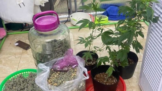 Trồng cần sa trong... phòng ngủ