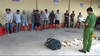 Bắt 13 đối tượng đang sát phạt trên trường gà