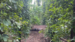 Đi thăm vườn tiêu, phát hiện một thi thể phụ nữ trong rẫy