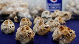 Hải quan sân bay Pháp phát hiện hàng trăm hộp sọ linh trưởng bị buôn lậu