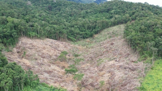 Công an vào cuộc điều tra vụ chặt hạ gần 5ha rừng