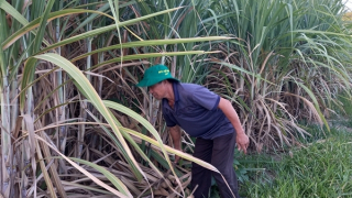 Nâng cao năng lực cạnh tranh cho ngành mía đường