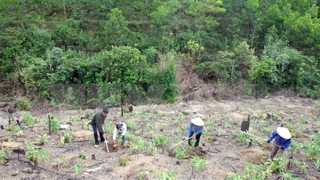 Kiểm toán Nhà nước chỉ ra nhiều bất cập trong quản lý, sử dụng Quỹ bảo vệ và phát triển rừng