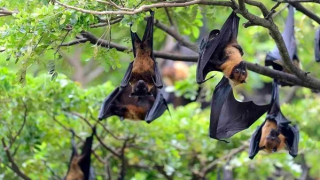 TP Hồ Chí Minh giám sát 24/24h người nhập cảnh để phát hiện sớm bệnh do virus Nipah