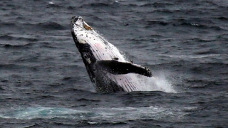 Thiệt mạng trên biển vì thuyền va chạm với cá voi