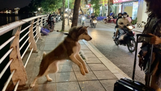 Những cái chết thương tâm vì bệnh dại