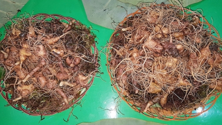 Quảng Nam chỉ đạo Công an tăng cường bảo vệ thương hiệu “quốc bảo” sâm Ngọc Linh