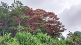 Phát hiện gần 100 cây thông chết trắng vì bị đầu độc