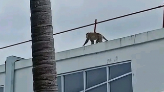 Khỉ hoang tấn công gây thương tích 7 người