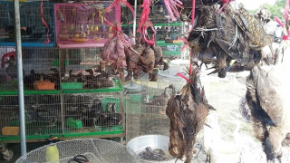 Yêu cầu rà soát, gỡ bỏ gian hàng bán công cụ săn bắt tận diệt động vật