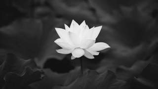 Tin buồn: Bà Đào Thị Đoan (bí danh Lê Thu) từ trần