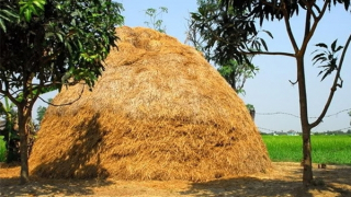 “Đứa... đốt rơm” là “đứa” nào?