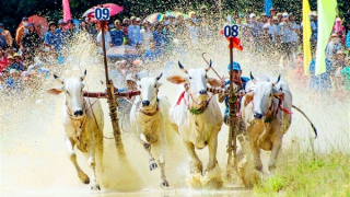 Tranh tài kịch tính tại Hội đua bò Bảy Núi năm 2023