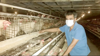 Ngành chăn nuôi gia cầm đang về tay doanh nghiệp FDI