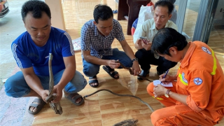 Trộm dây tiếp địa của Trạm phân phối 500kV Sông Hậu