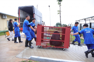 Cá thể gấu nuôi nhốt cuối cùng ở Hải Dương được bàn giao cho Trung tâm Cứu hộ Gấu