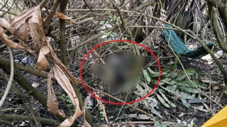 Người đàn ông tử vong bên chiếc võng mắc trong đầm lầy