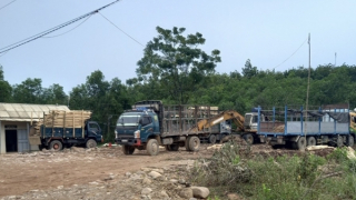 Chấn chỉnh ngay hoạt động của hàng loạt trạm cân thu mua gỗ rừng trồng