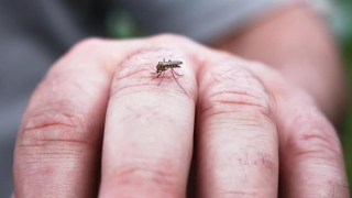 Thêm 2 người tử vong vì sốt xuất huyết