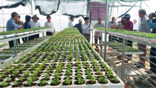 Hướng đi mới cho làng hoa Bình Lâm