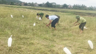 Quảng Bình nghiêm cấm săn bắt, mua bán chim hoang dã