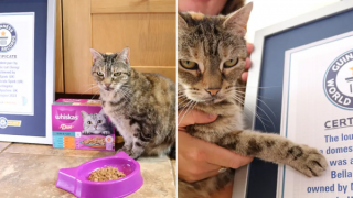 Chú mèo “ồn ào” nhất thế giới